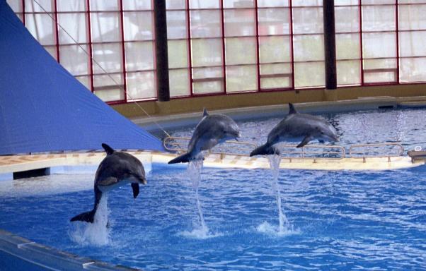 Dolfins at the Baltimore Aquarium